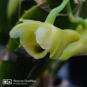 Dendrobium ypsilon