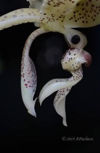 Stanhopea costaricensis