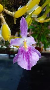 Miltonia spectabilis