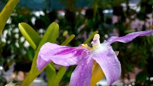 Miltonia spectabilis