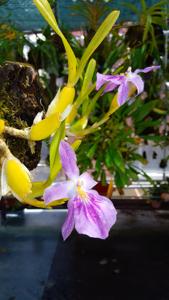 Miltonia spectabilis