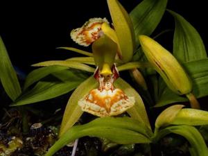 Coelogyne schilleriana