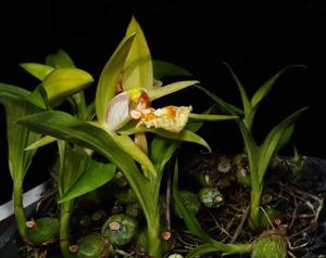 Coelogyne schilleriana