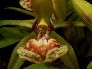 Coelogyne schilleriana