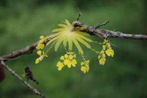 Erycina glossomystax