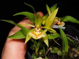 Coelogyne schilleriana