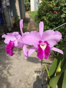 Cattleya lobata