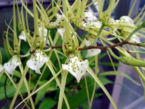 Brassia verrucosa