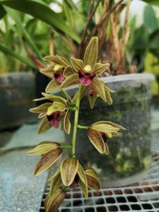 Cymbidium devonianum