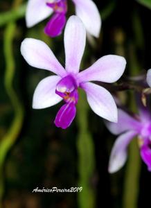 Phalaenopsis wilsonii