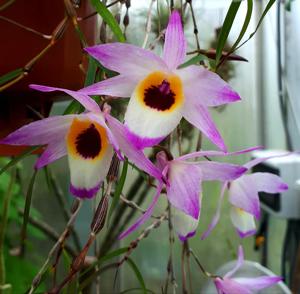 Dendrobium falconeri