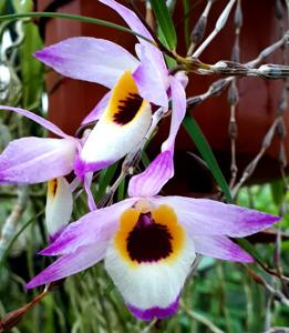 Dendrobium falconeri