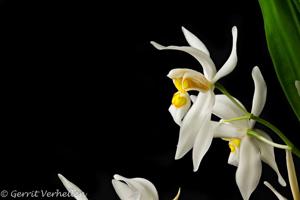 Coelogyne nitida