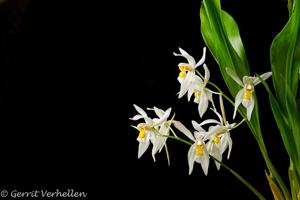 Coelogyne nitida