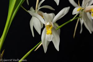 Coelogyne nitida