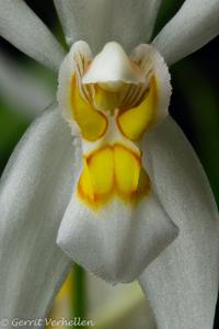 Coelogyne nitida