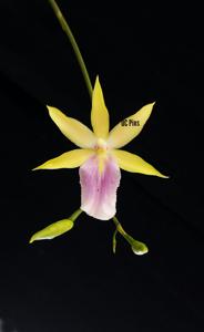 Miltonia regnellii