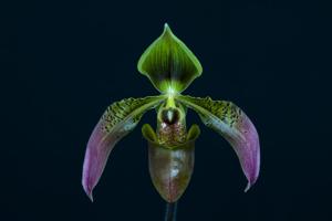 Paphiopedilum appletonianum