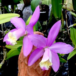 Cattleya loddigesii