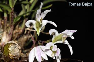 Dendrobium laterale