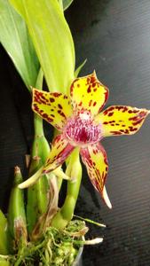 Galeottia negrensis