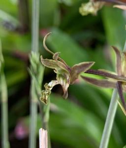 Eulophia andamanensis