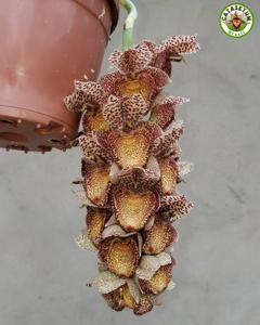 Catasetum ivaneae