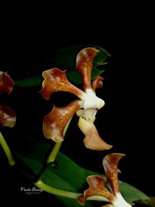 Vanda sumatrana