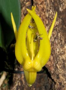 Bulbophyllum cheiri subsp. cheiri