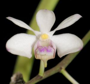 Vanda lilacina