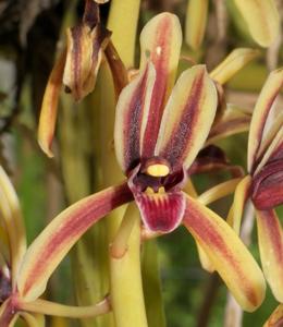 Cymbidium aloifolium