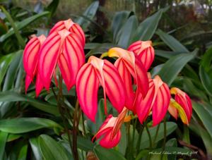 Masdevallia ignea