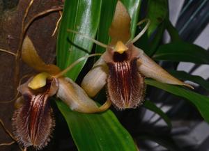 Coelogyne fimbriata