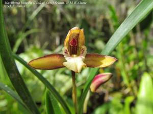 Maxillaria humilis