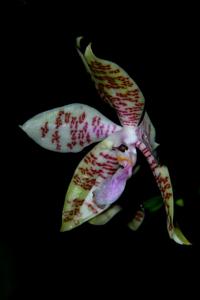 Phalaenopsis hieroglyphica