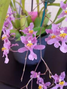 Oncidium sotoanum