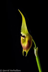 Masdevallia pinocchio