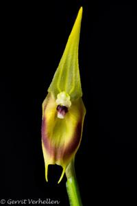 Masdevallia pinocchio