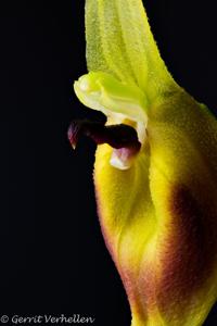 Masdevallia pinocchio