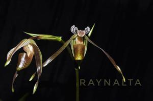 Paphiopedilum kolopakingii