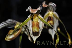 Paphiopedilum kolopakingii