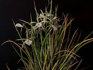 Brassavola martiana