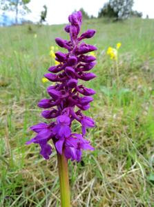 Orchis mascula