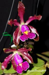 Cattleya schilleriana