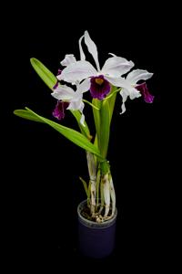 Cattleya purpurata