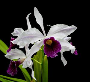 Cattleya purpurata