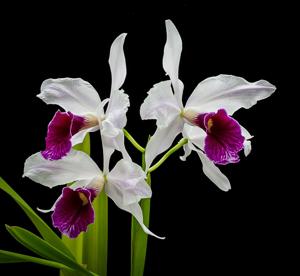 Cattleya purpurata