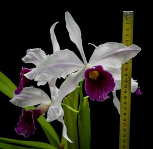 Cattleya purpurata