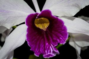 Cattleya purpurata