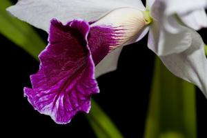 Cattleya purpurata